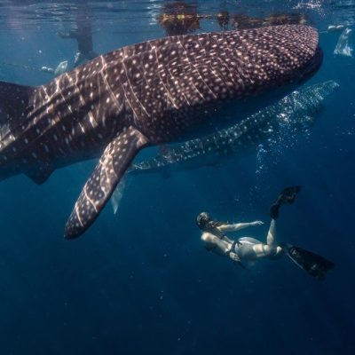 כריש לוויתן_800x526